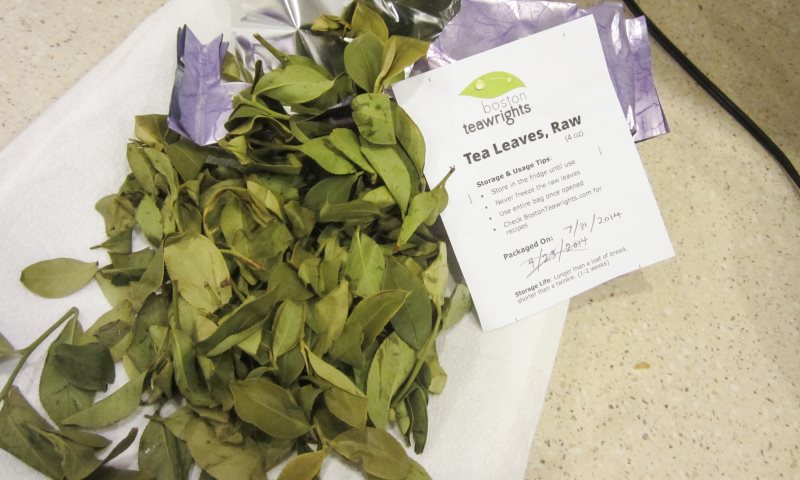 Fresh Tea Leaves, by Talia Hirsch