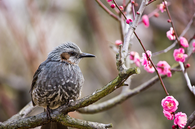 A bird and apricot flowers