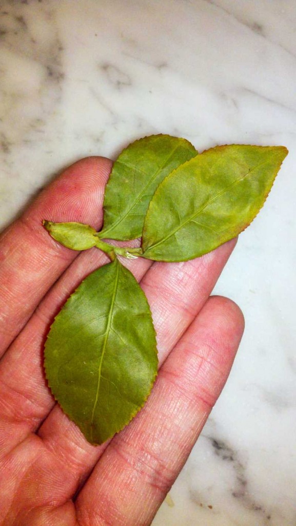 This sprig was growing in a Taiwanese garden last week.