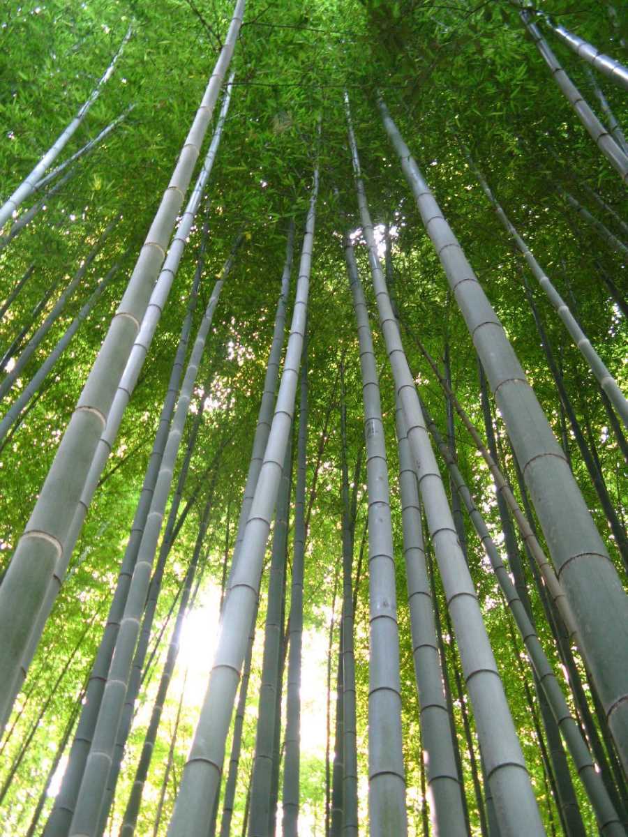 Bamboo Forest by Ian Armstrong (via Flickr)