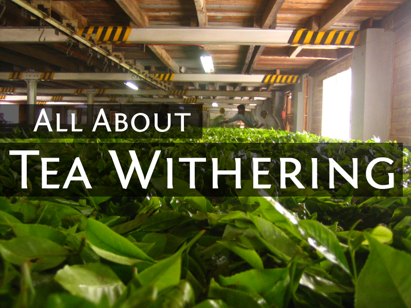 All About Tea Withering (Original Image: Tea Factory by Aidan Jones, on Flickr)