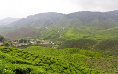 Where Does Tea Flavor Come From?
