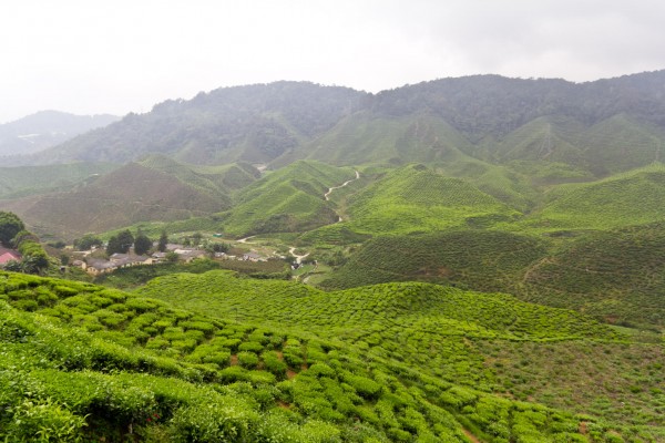 Tea Plantation by Hakeem IbnFaisal (via 500px)