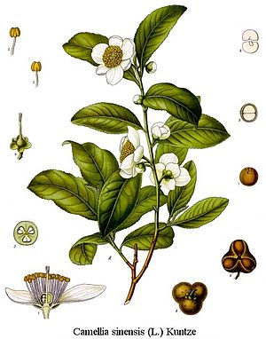 English: Camellia sinensis drawing