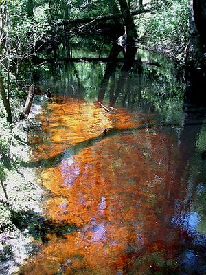 A swamp-fed stream in northern Florida, showing tannin-stained undisturbed blackwater.