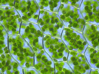 Chloroplasts (via Wikipedia)