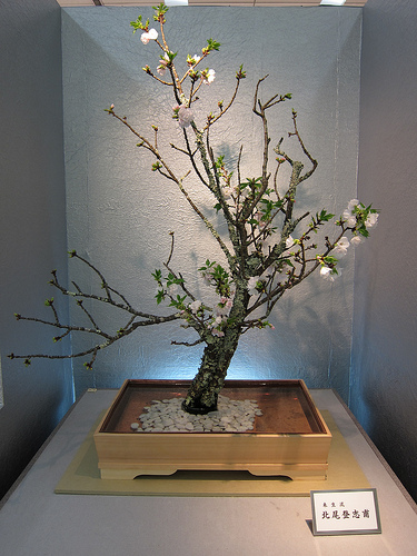 Japanese flower arrangement 51, Ikebana: いけばな