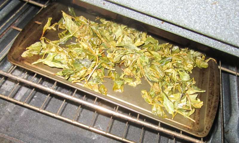 Drying the Green Tea Leaves, by Talia Hirsch